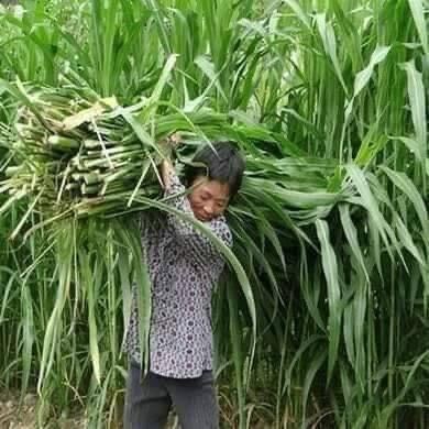 Hạt giống cỏ ngô  SUDAN LAI