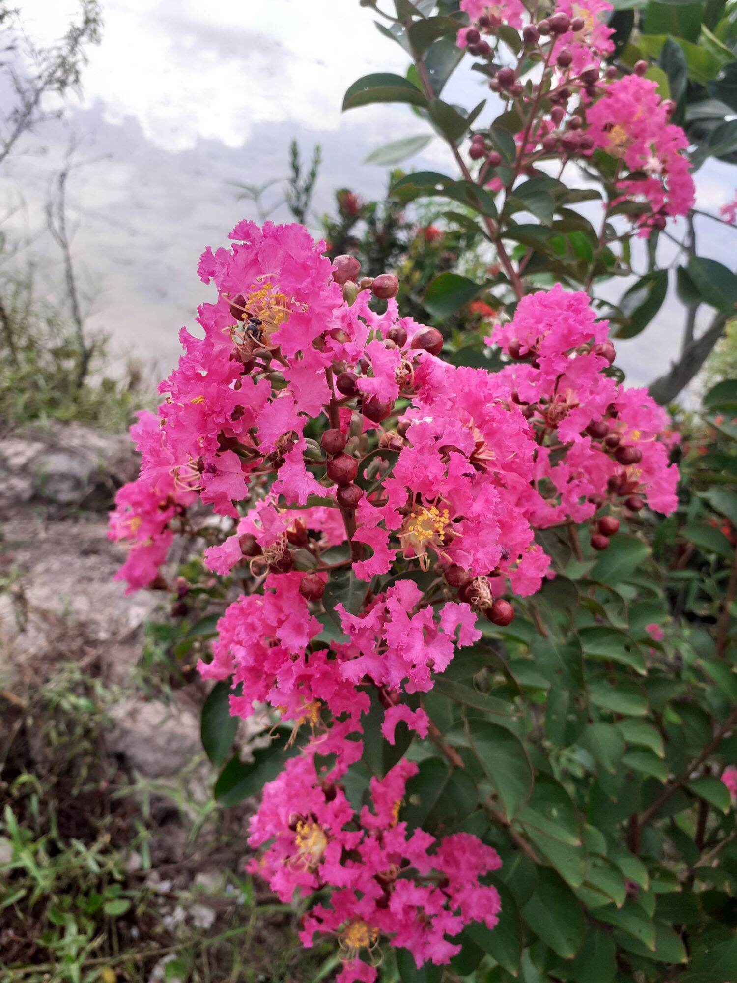 Tường vi hoa hồng