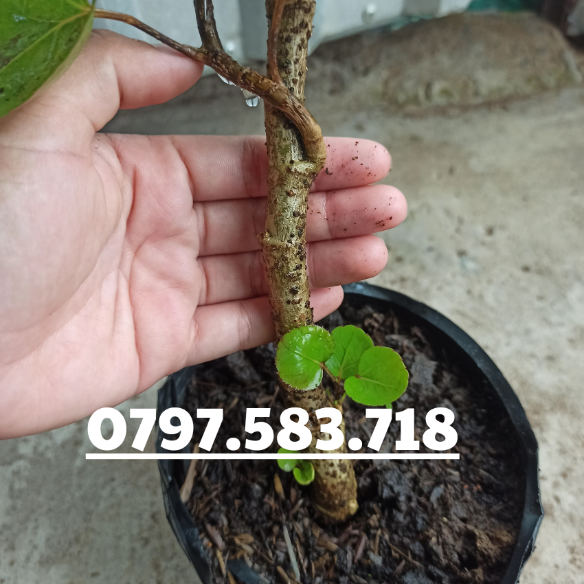 Cây Giống Đinh Lăng Chén