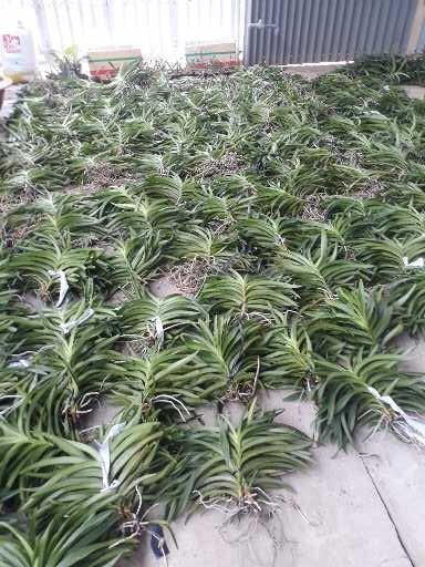 10 cây con hoa lan mokara nhiều màu:đỏ,vàng,tím,hồng,cam