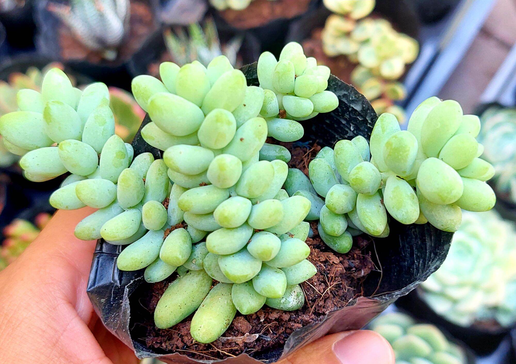 Sen đá CHUỖI NGỌC BI size bầu