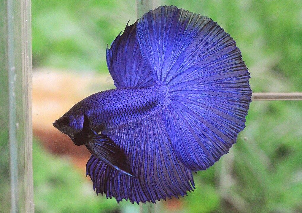 Betta Halfmoon dumbo - MixASale