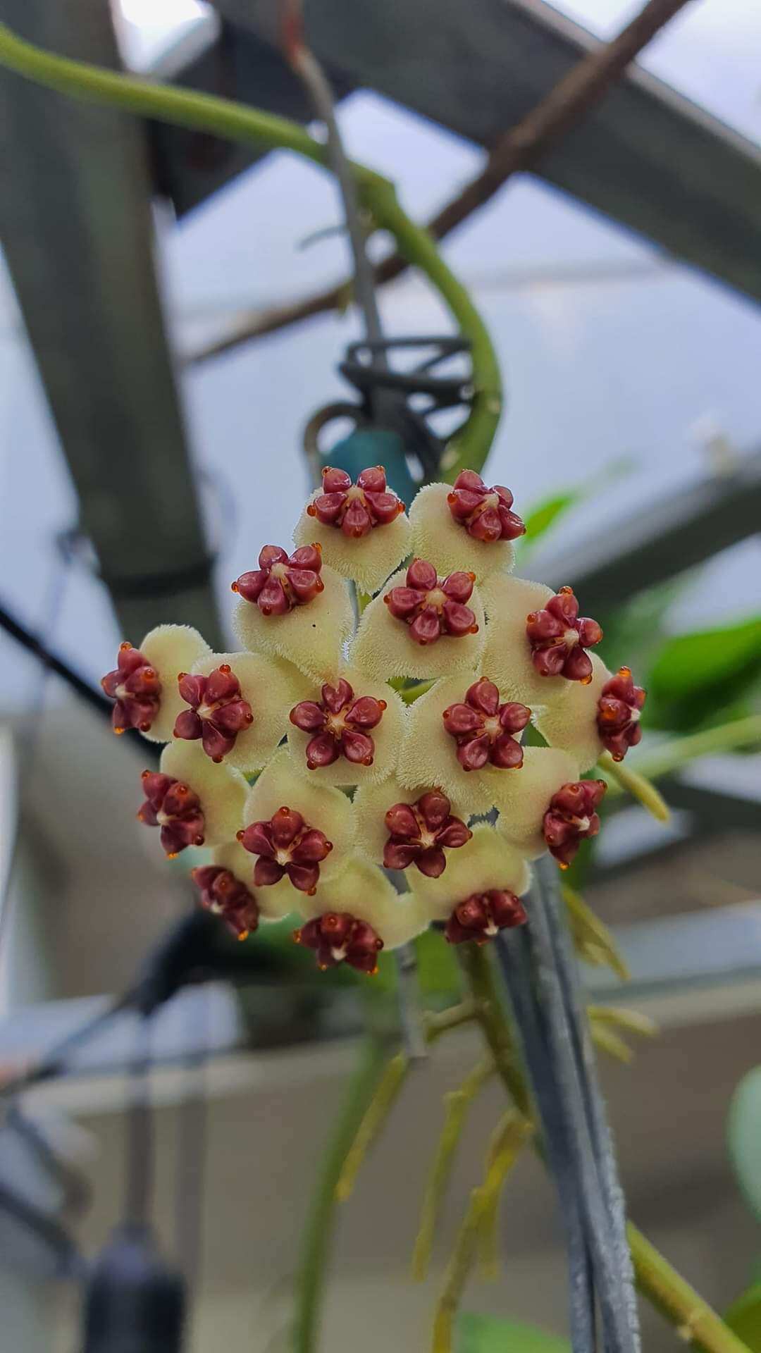 Cẩm cù lá trái tim cây giống