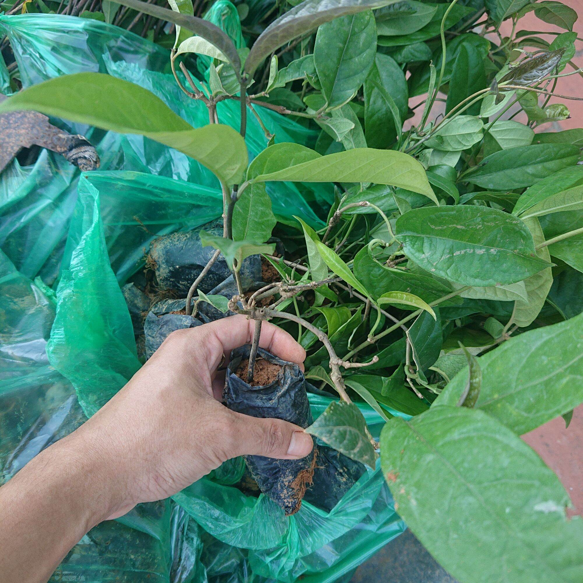 Combo 5 cây giống Ba Kích Tím