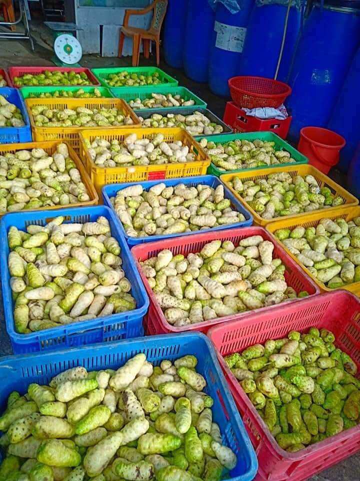 Combo 5kg trái nhàu tươi ( chỉ giao miền nam )