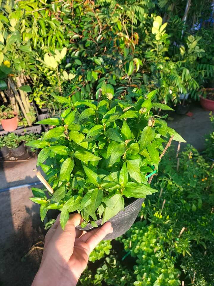 Cây giống rau răm