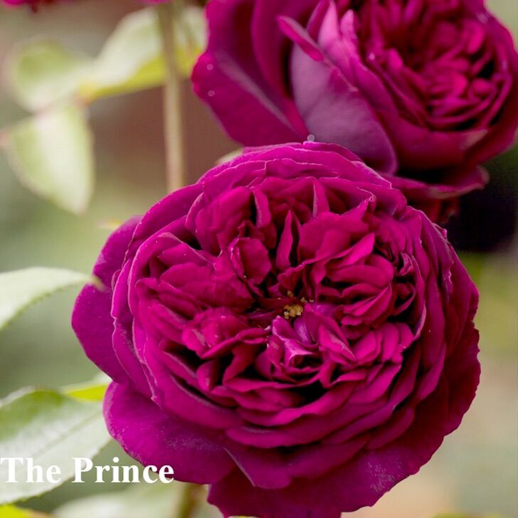 Hoa hồng The Prince Rose - hồng bụi, hoa thơm
