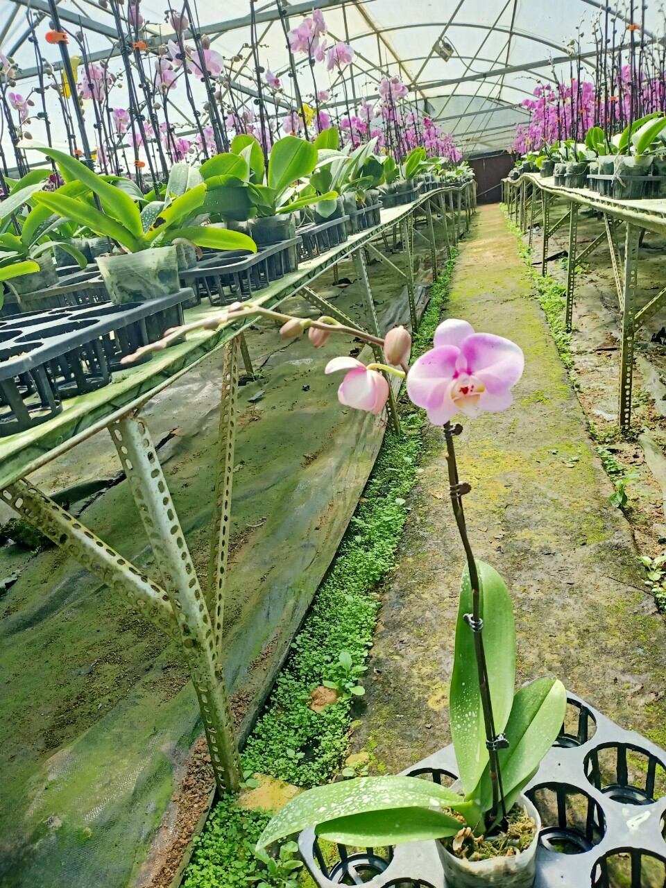 lan hđ giống cốc 2.5 màu số 28