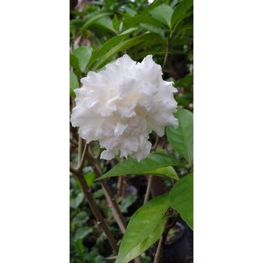 Lài tuyết ( Crepe Jasmine)
