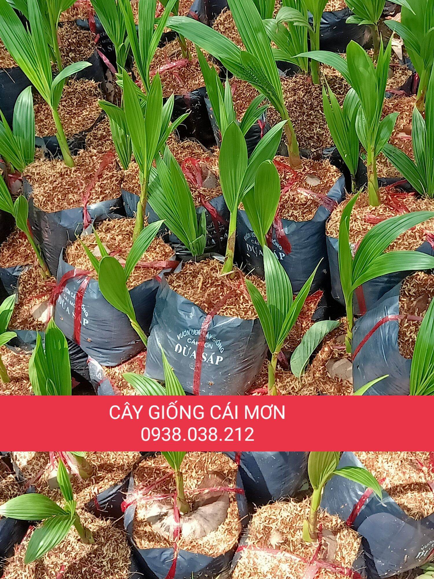 CÂY GIỐNG DỪA SÁP ( BAO CHUẨN GIỐNG )
