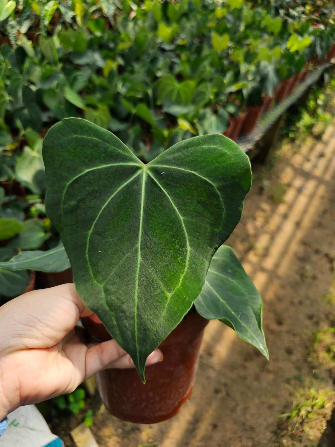 Cây anthurium clari