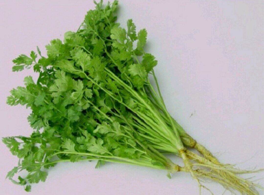 Gói 20g hạt giống ngò rí/rau mùi siêu thơm