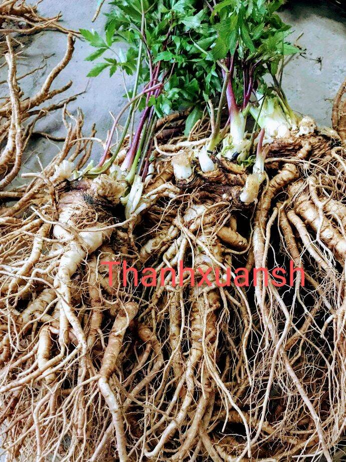 1kg Sâm đương quy tươi Sìn Hồ - Lai Châu