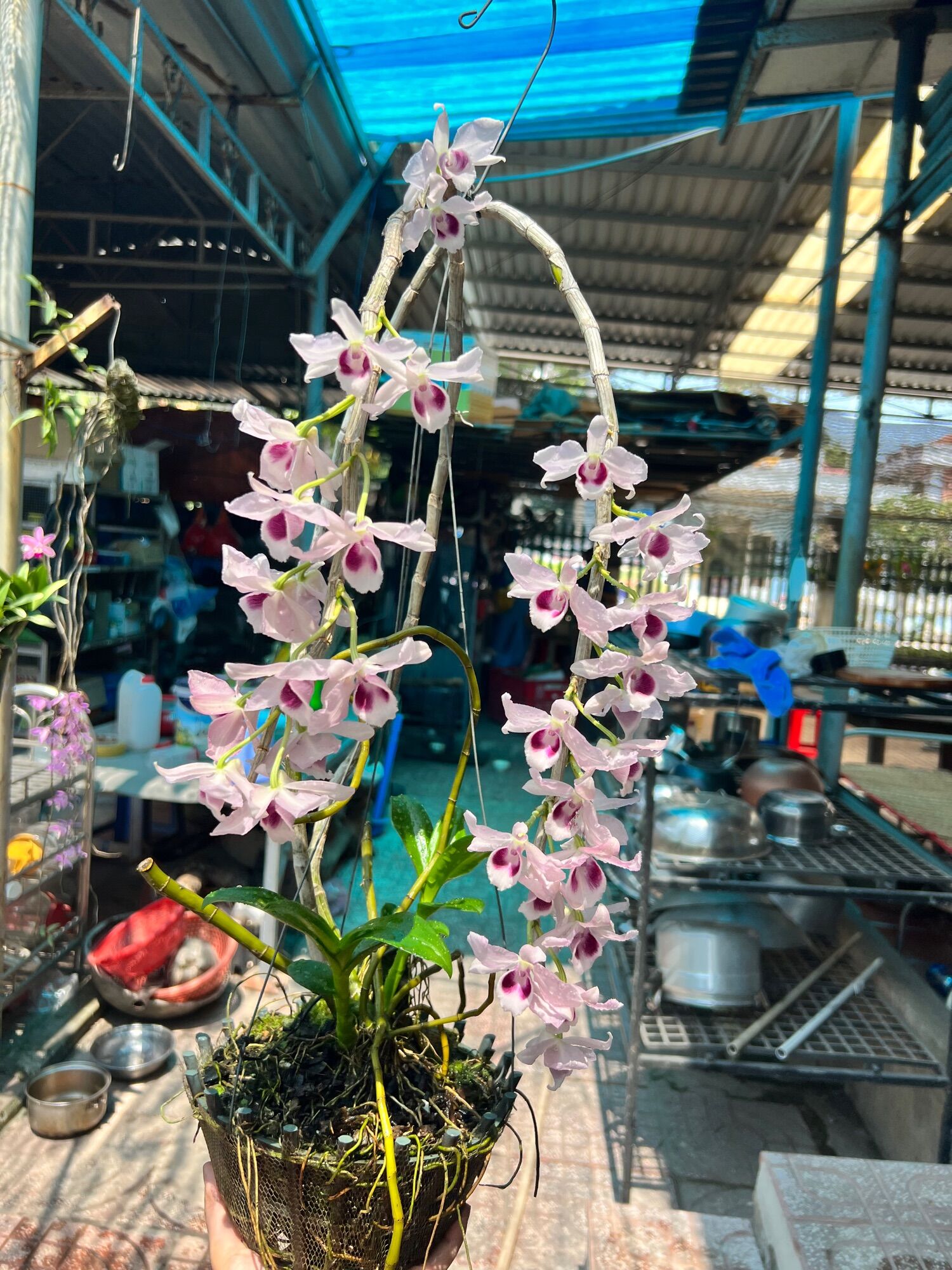 Phi Điệp kie con các màu