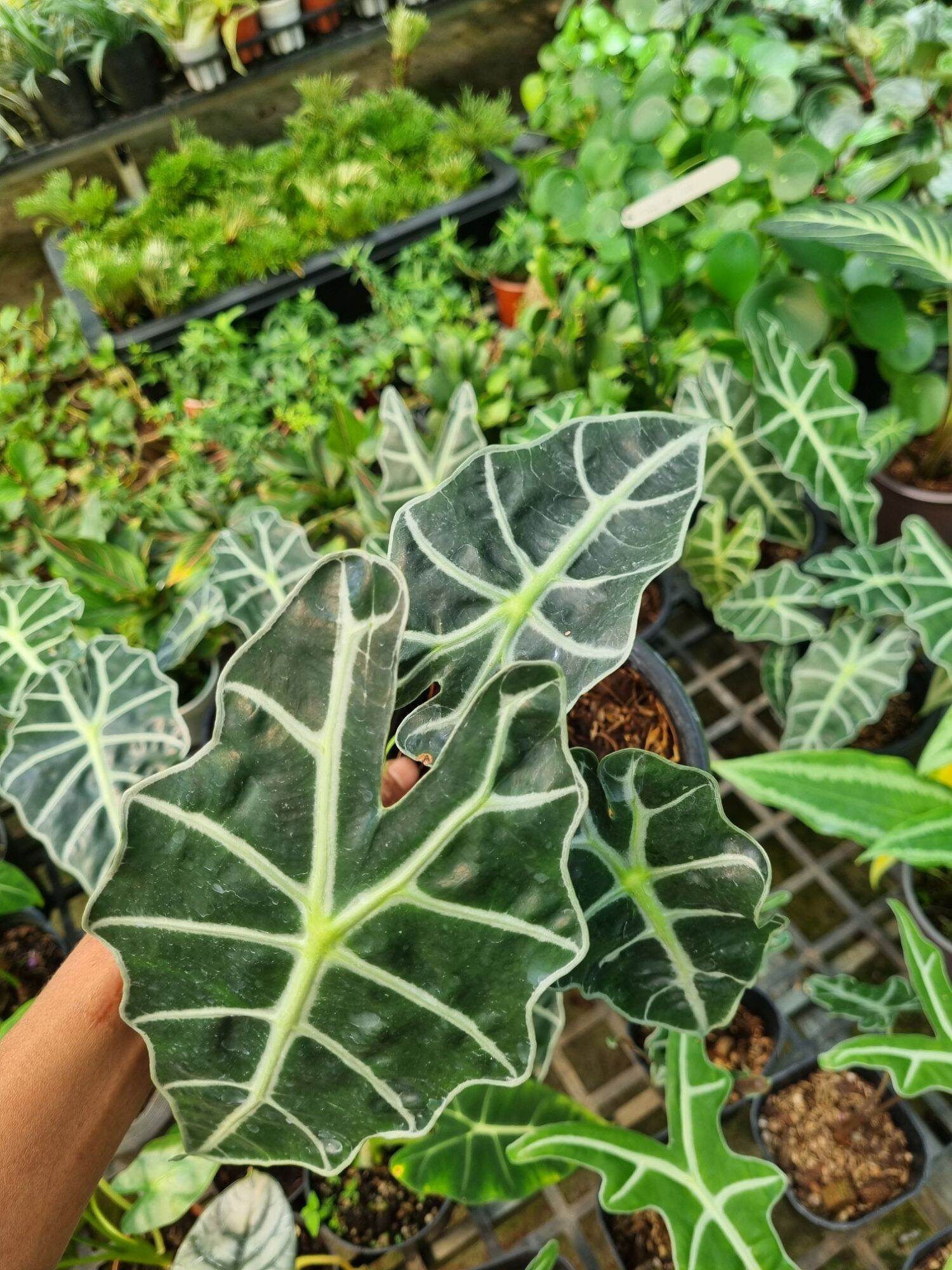 Cây môn quan âm (Alocasia Polly)