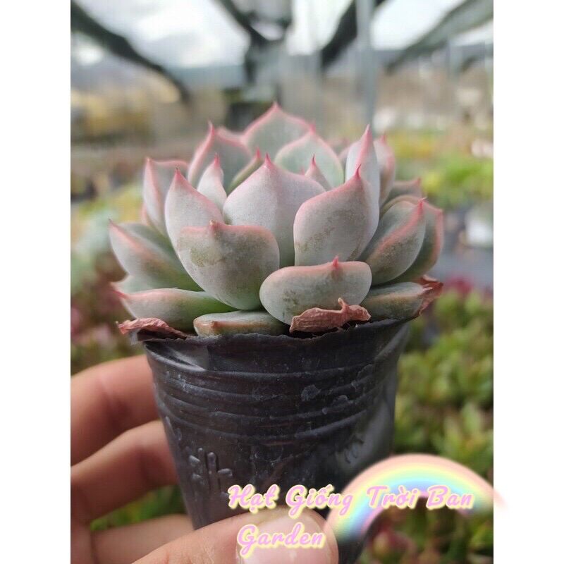 SEN ĐÁ HỒNG CÁNH CỨNG ♠️ ĐÀ LẠT  HƯ 1 ĐỔI 1 ❄️ SIÊU CUTE