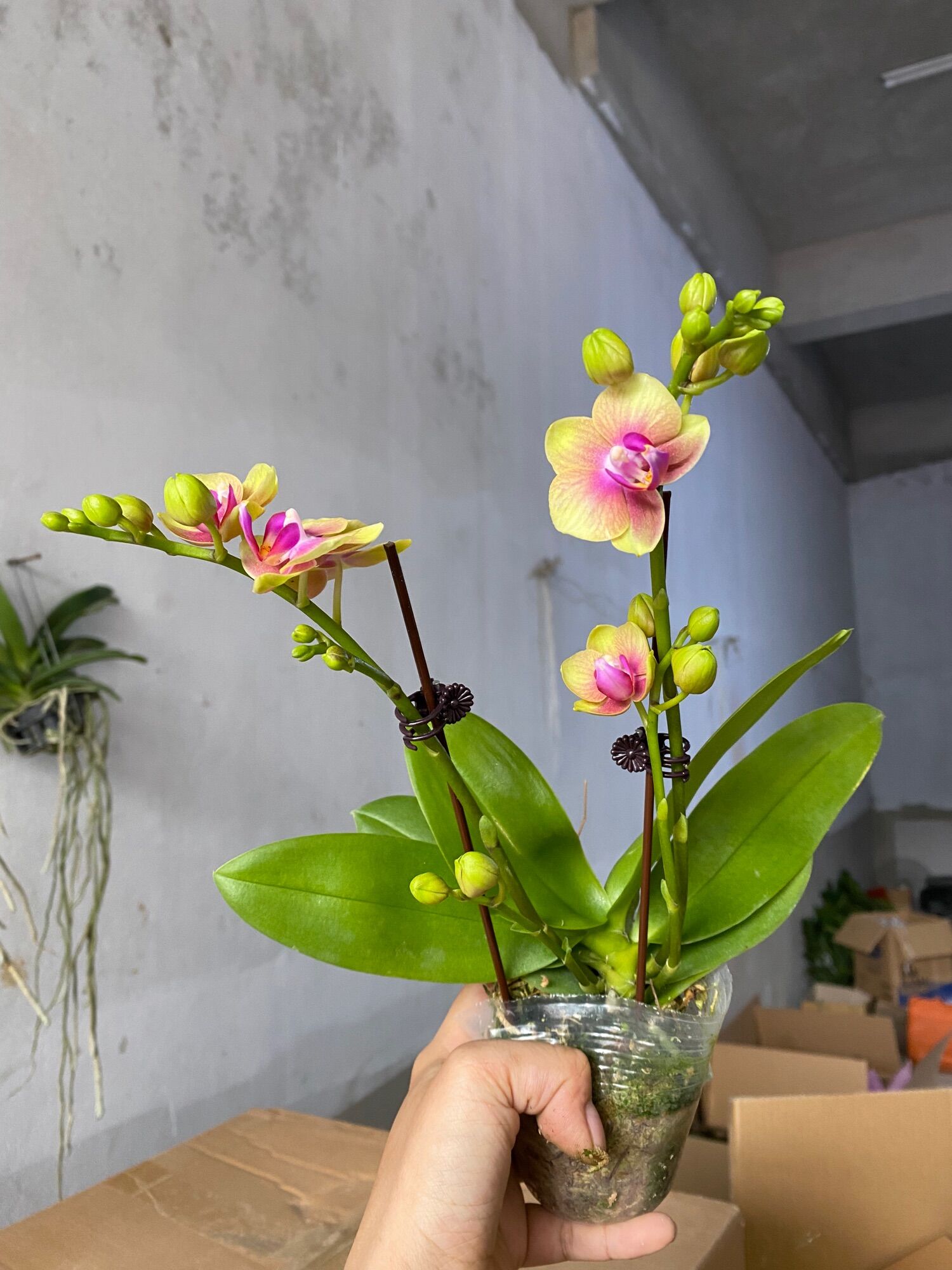 Hồ điệp đang hoa tết - có 10 màu hoa - chơi hoa 3 tháng mới tàn