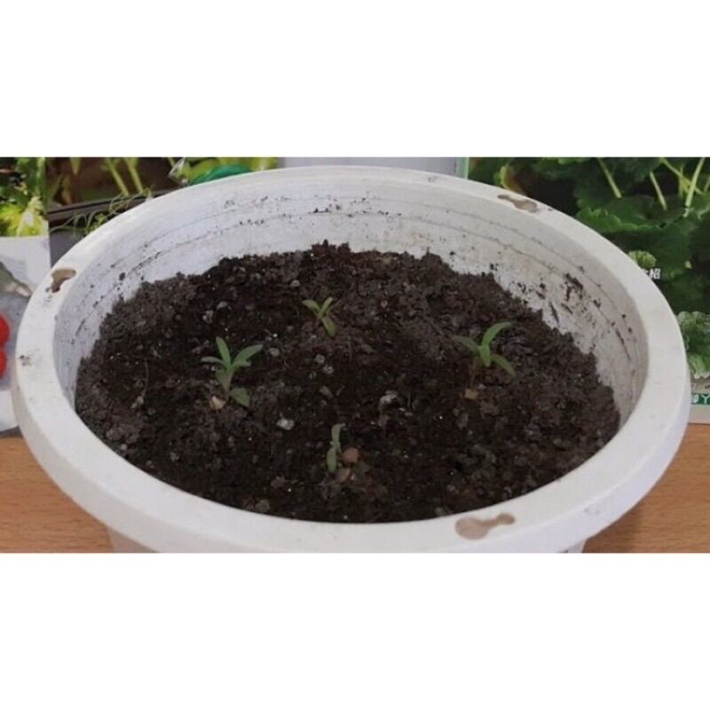 Hạt giống cây hương thảo - rosemary