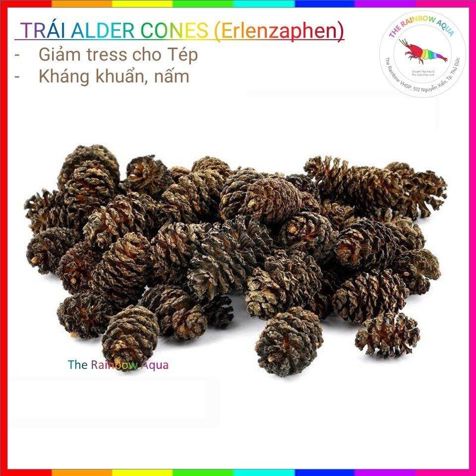 Trái thông khô alder cones giảm stress cho tép