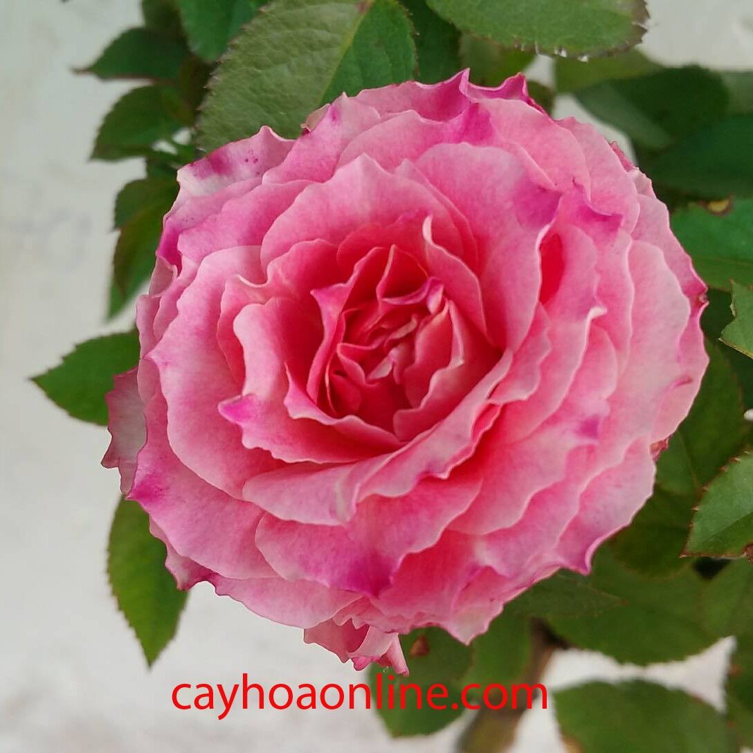Hoa hồng Tezza Ruby hồng - hồng bụi mini say hoa