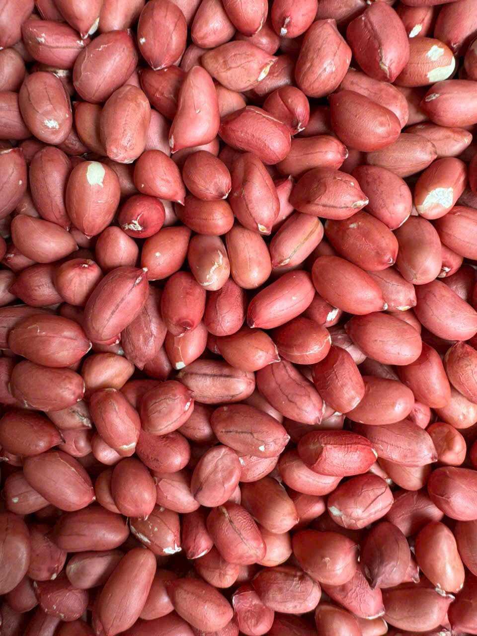 1Kg lạc đỏ Tây Bắc thơm ngon chắc củ