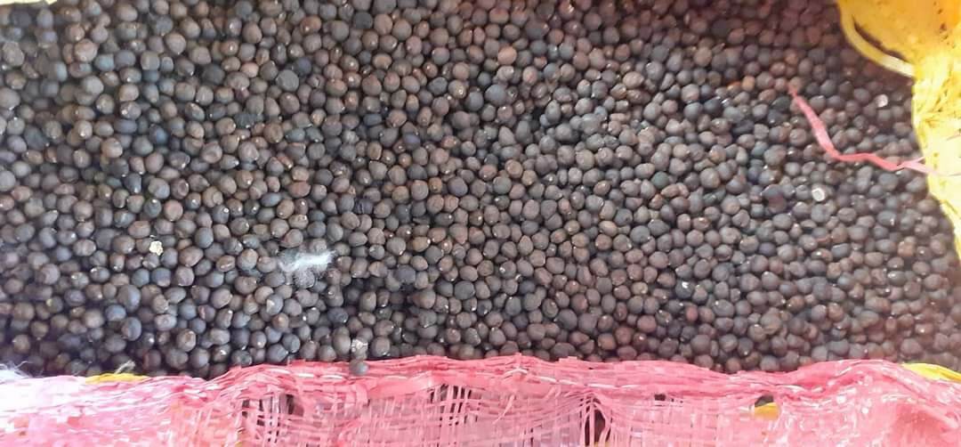 100gram hạt gòn giống