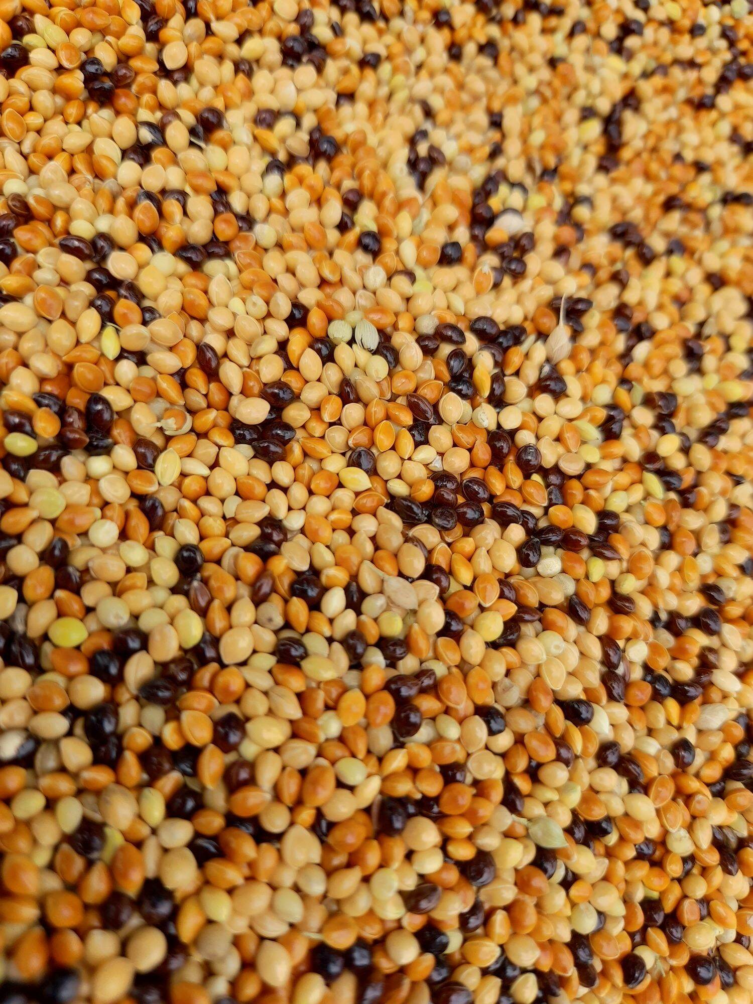 Cỏ thái cho cu gáy 1kg