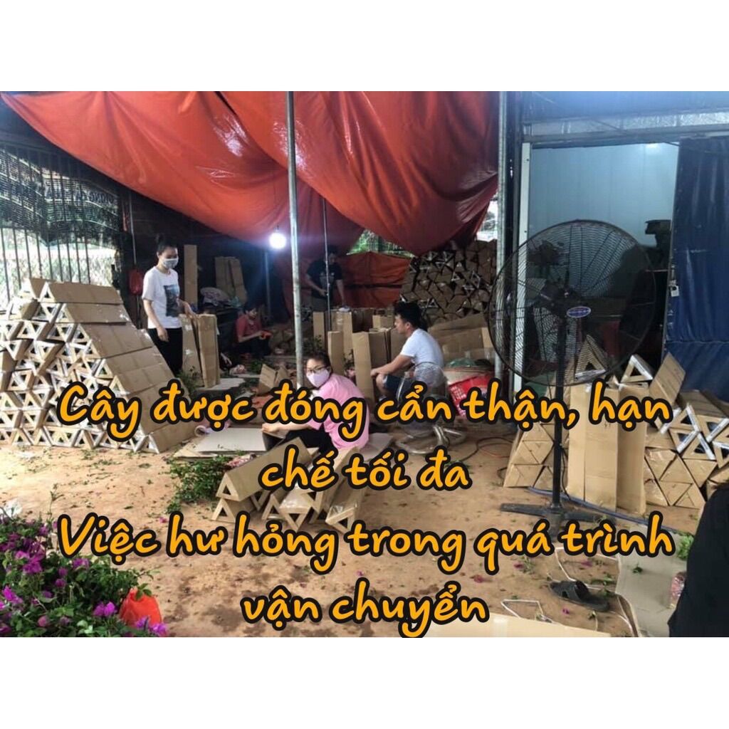 Cây khế tàu(1 bầu cây)