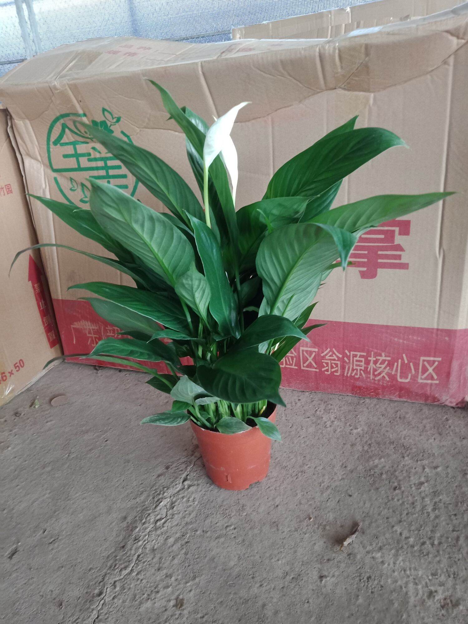 Cây lan ý để bàn