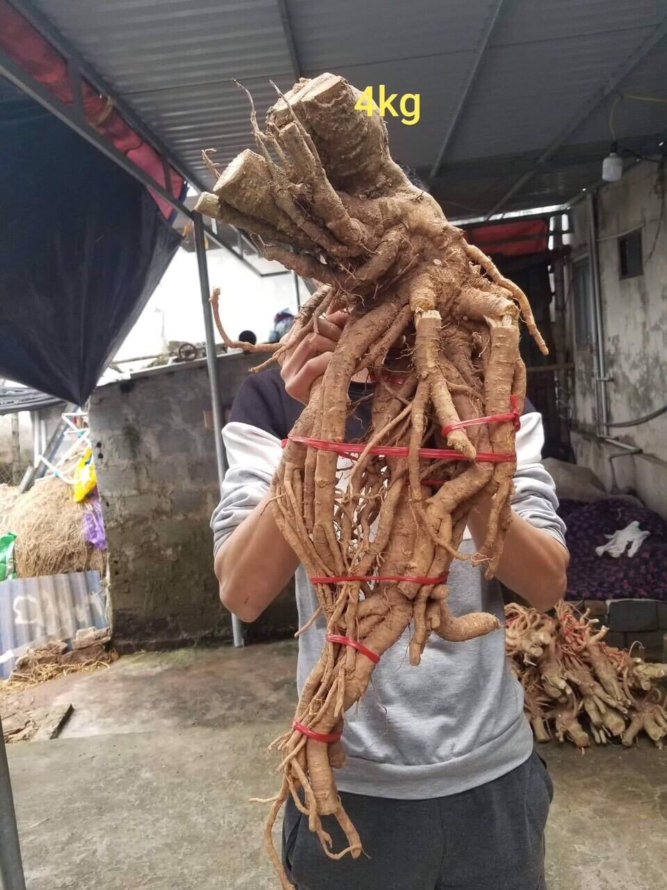 Đinh lăng Tây Bắc 400k/củ 2kg