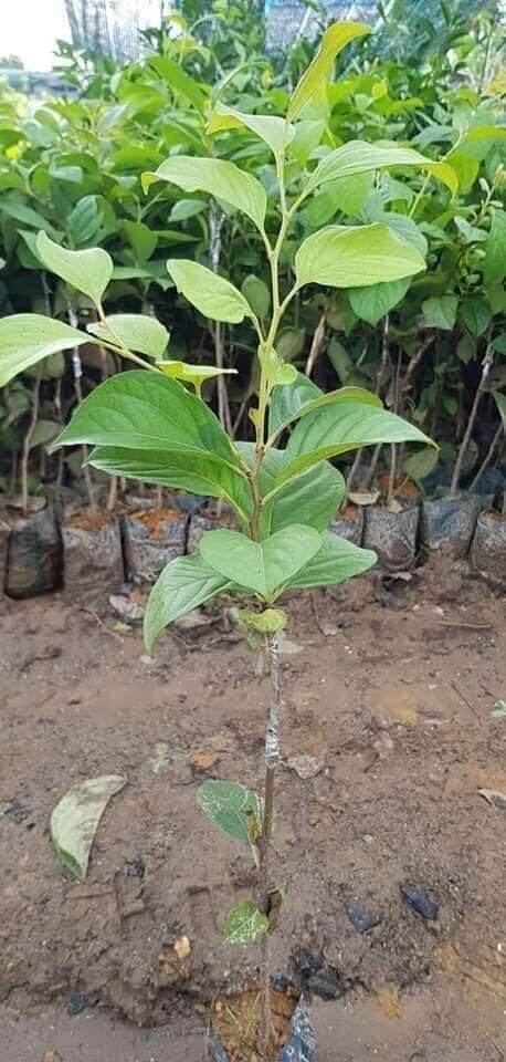 Cây giống hồng đen socola siêu sớm