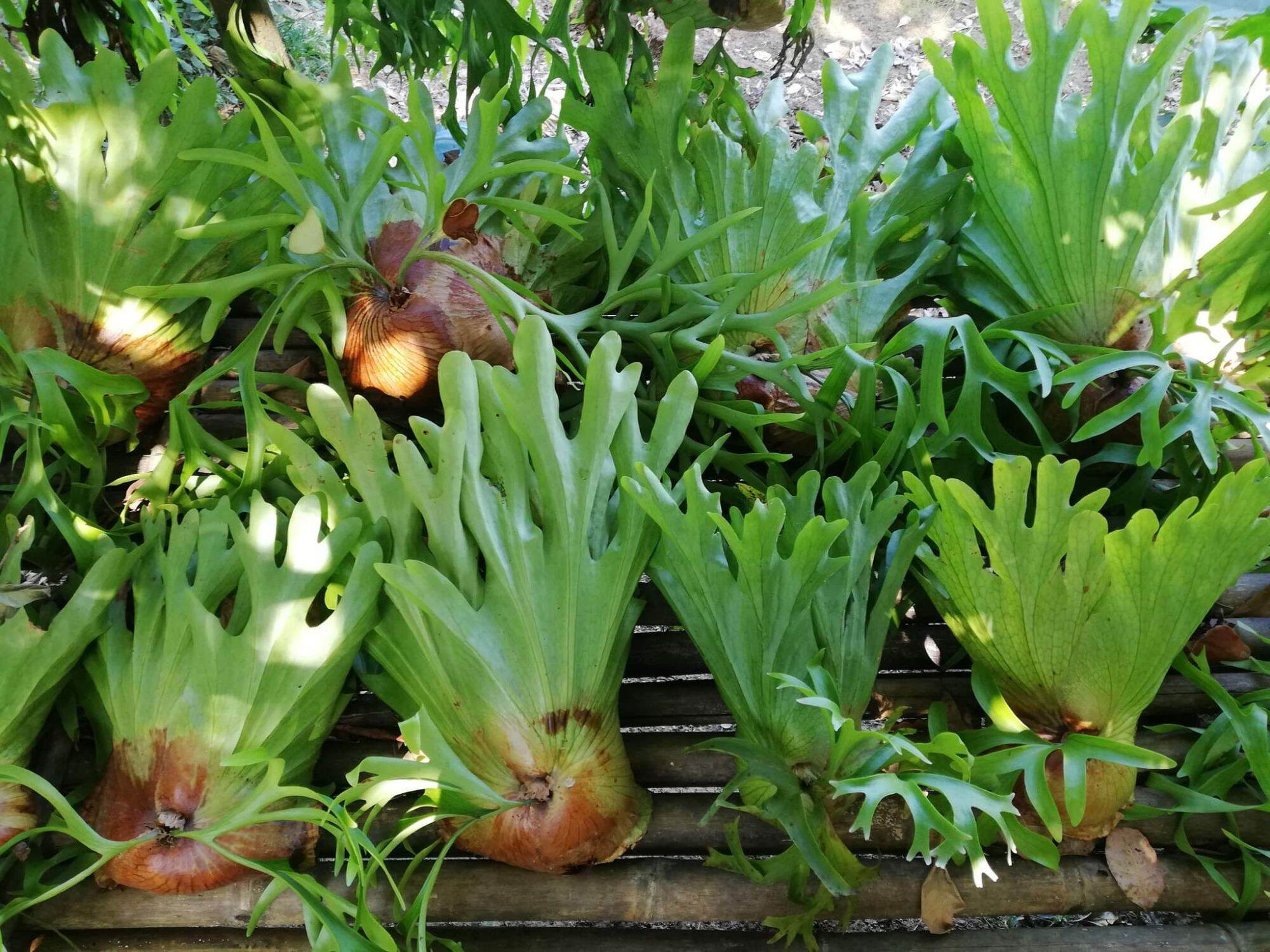 cây ổ rồng