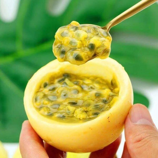 Cây giống Chanh leo vàng ngọt