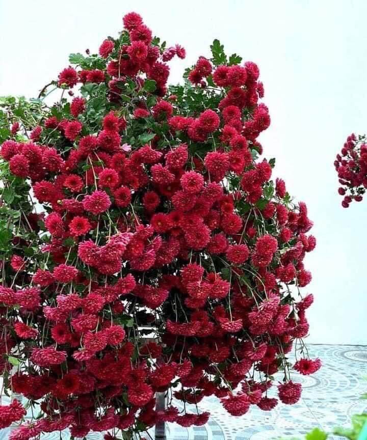 Cúc cổ Sơn la