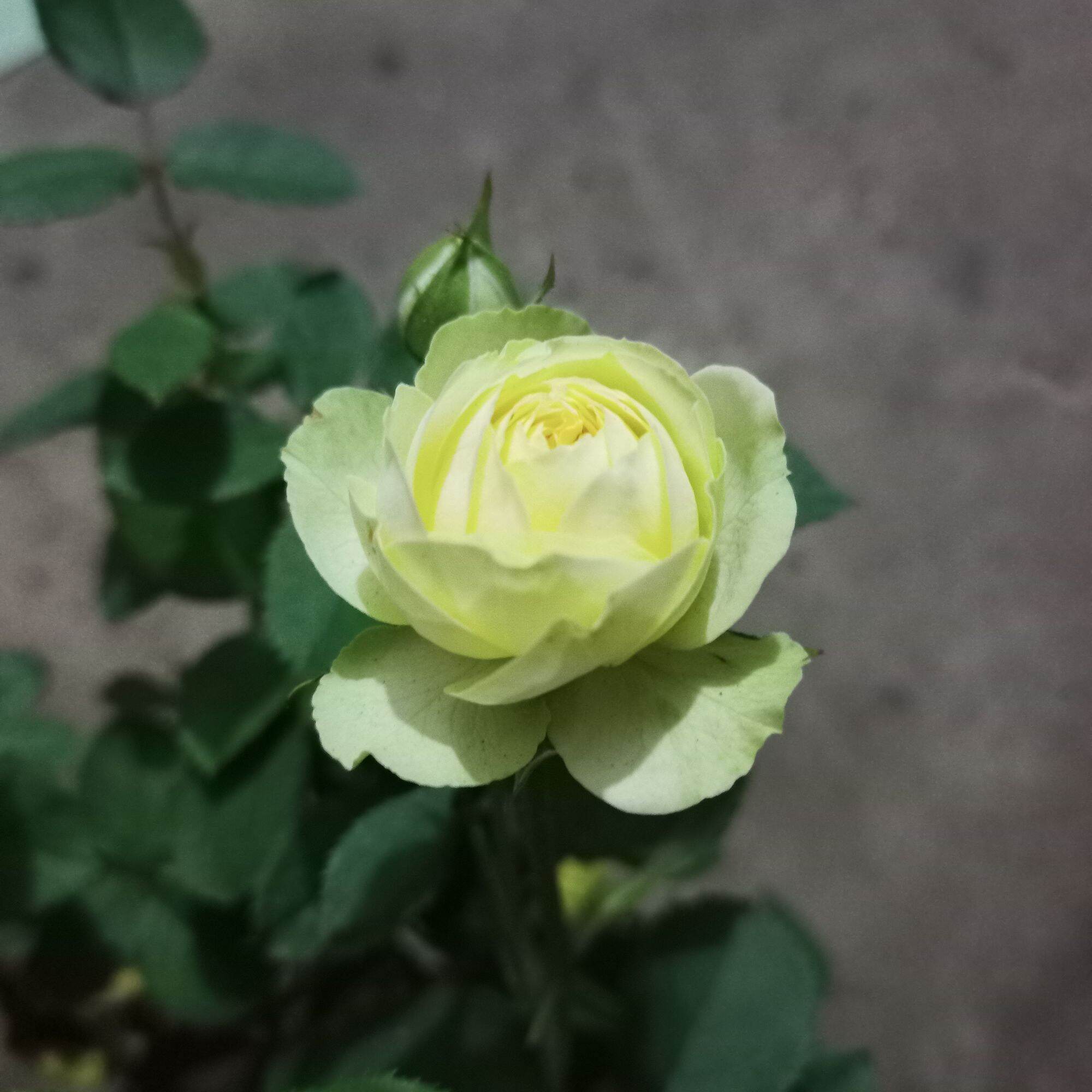Hoa hồng creamy eden cao từ 40cm