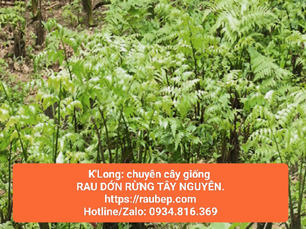 Bầu 2 gốc to cây giống rau dớn rừng k'long