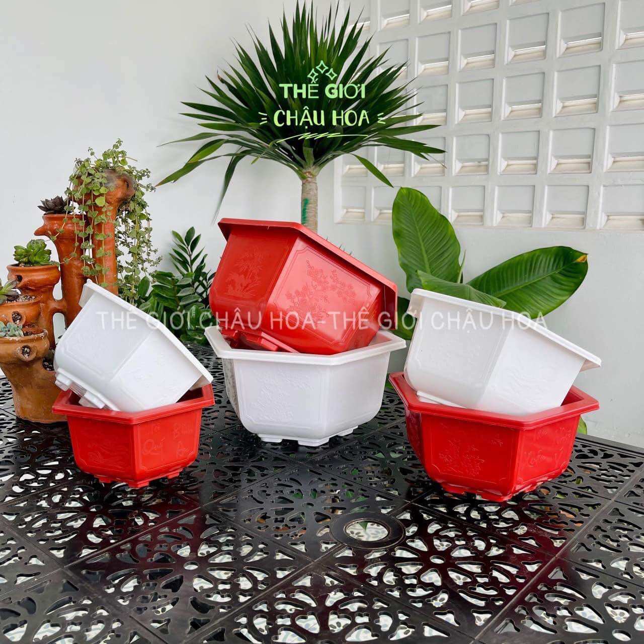 Chậu nhựa bonsai trồng cây loại 1 hàng BT combo 10 chậu
