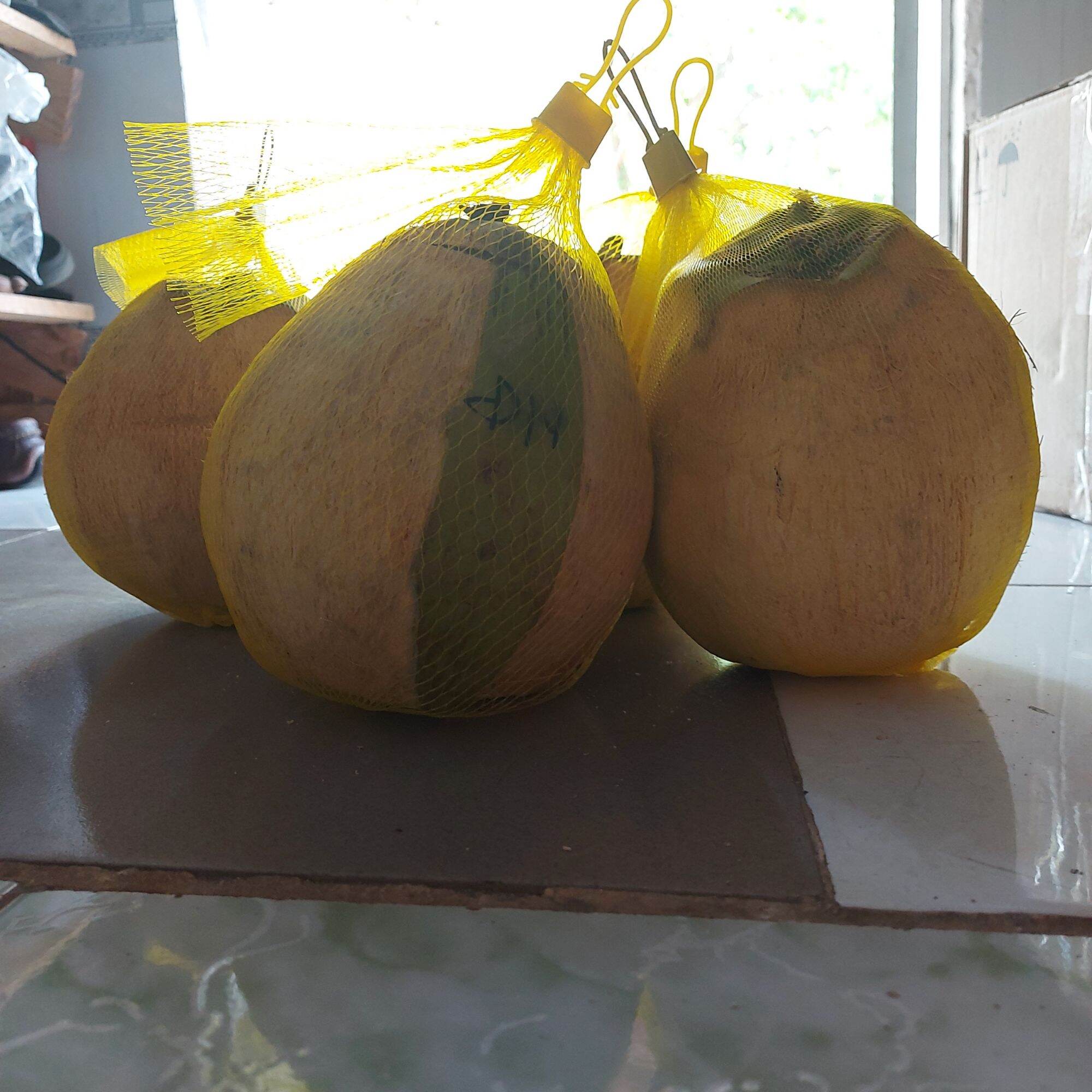 DỪA SÁP LỎNG TRÁI TO HƠN (1000G)