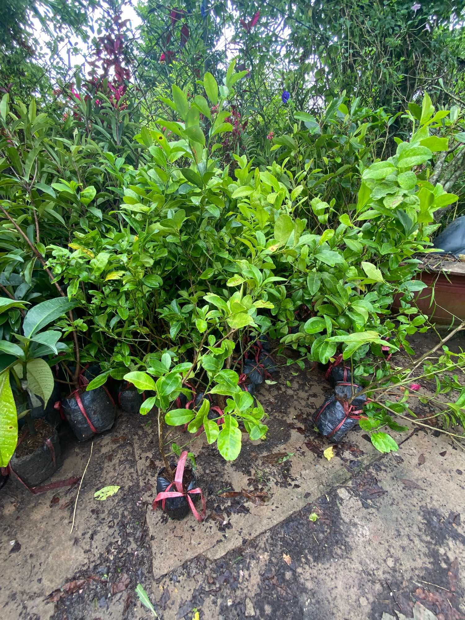 Cây Chanh tứ quý