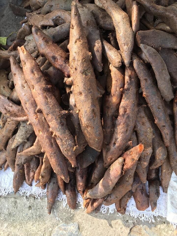 1kg Tắc kè đá (cốt toái bổ)