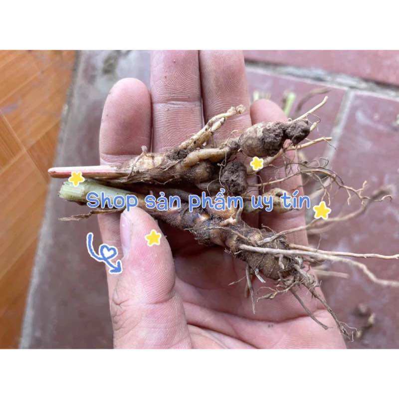 Cây tam thất rừng lá đỏ (củ giống)