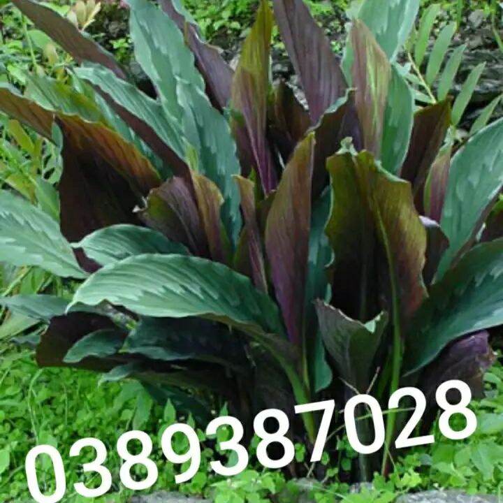 cây tam thất nam giống( ngải hổ đỏ)