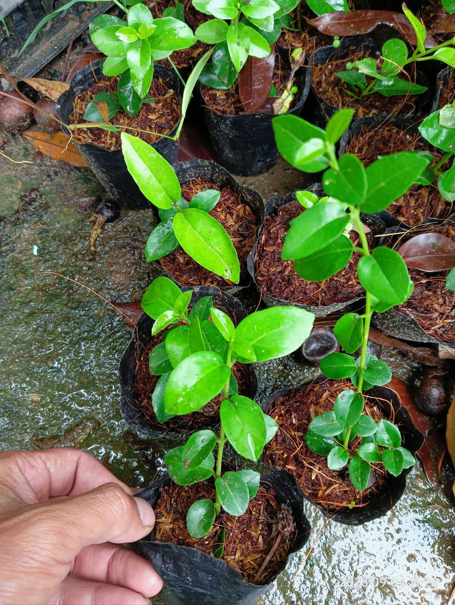 cây giống sam hương làm bonsai mini