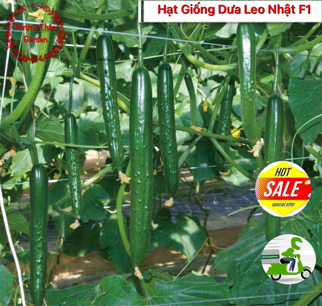 Hạt giống dưa leo nhật f1