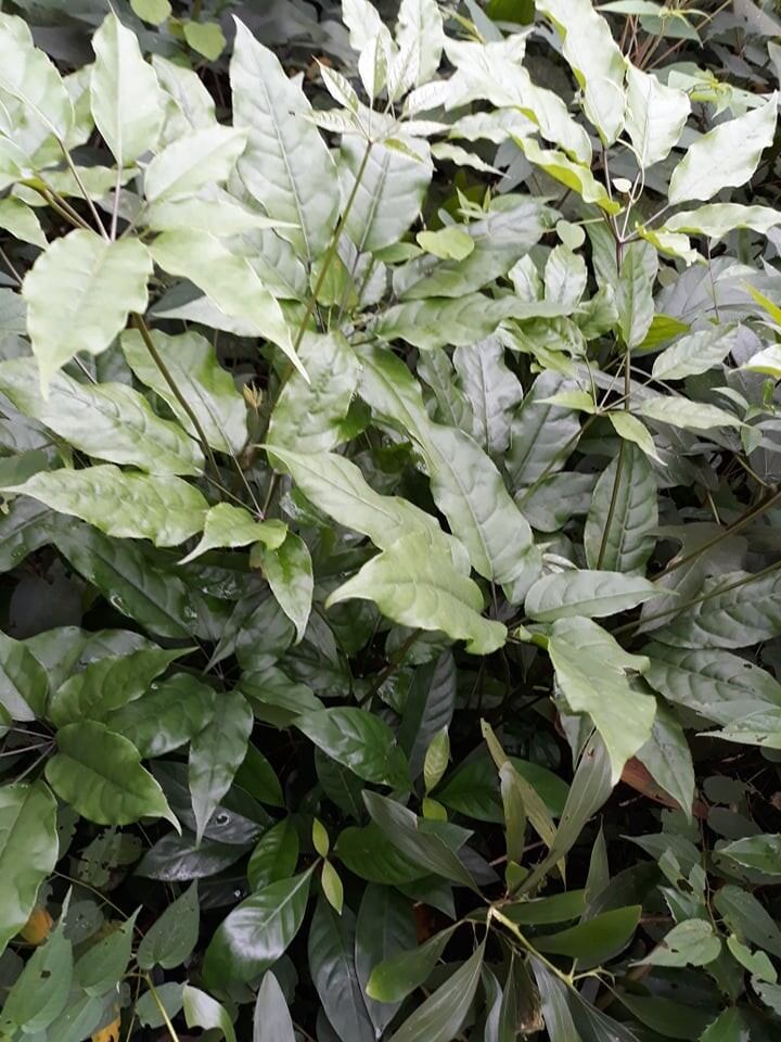 Lá đắng khô hảo hạng nghệ an