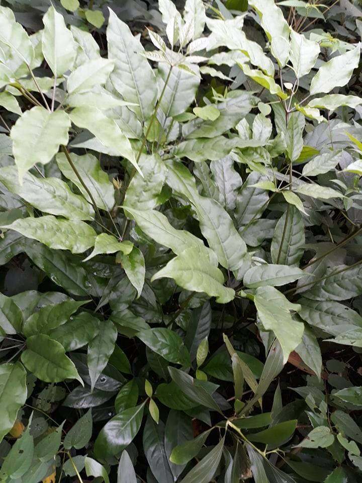 Lá lằng( lá đắng) khô hảo hạng nghệ an 0.5 kg