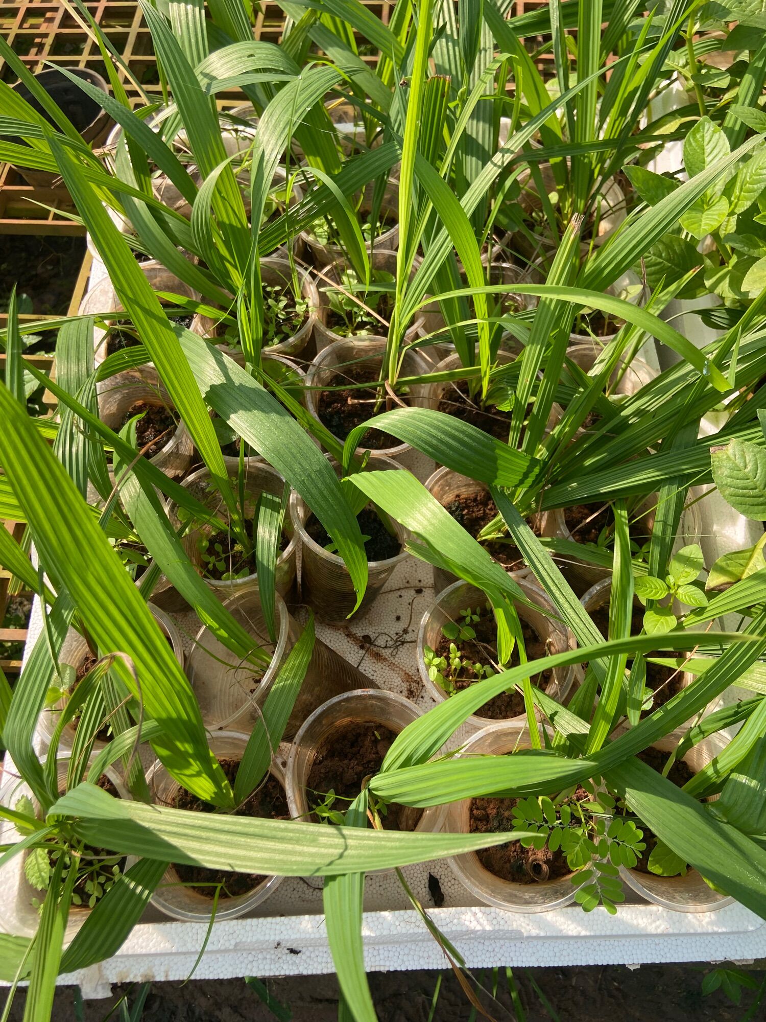 Cây giống sâm đại hành