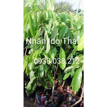 CÂY GIỐNG NHÃN IDO THÁI