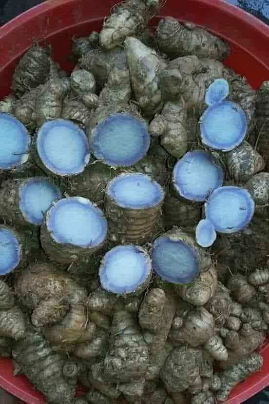 1 kg nghệ đen lát phơi khô hàng sạch chuẩn