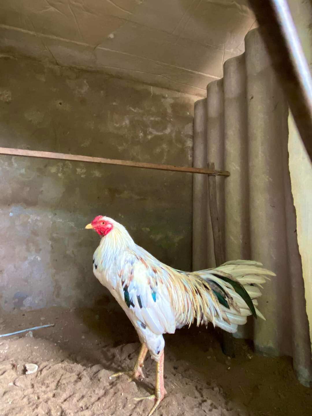 10 trứng gà chọi ấp nở. bao ấp nở